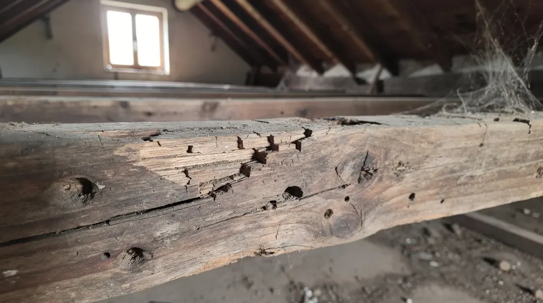 Gros plan sur des poutres en bois anciennes dans les combles d'une maison, présentant des signes de vétusté et témoignant de l'histoire de la construction. Ces poutres, typiques de l'architecture traditionnelle, évoquent le travail minutieux des charpentiers d'autrefois.